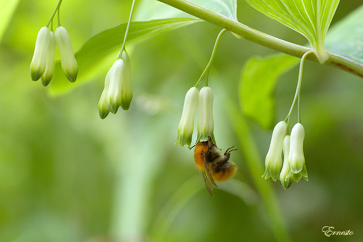 Polygonatum multiflorum